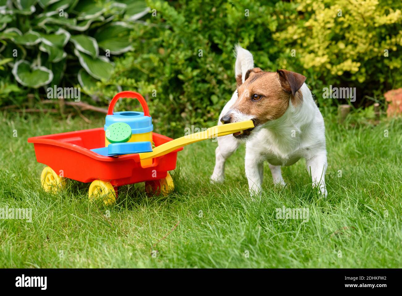 Carrello di estrazione del cane con attrezzi da giardino giocattolo come concetto umoristico di giardinaggio di hobby Foto Stock