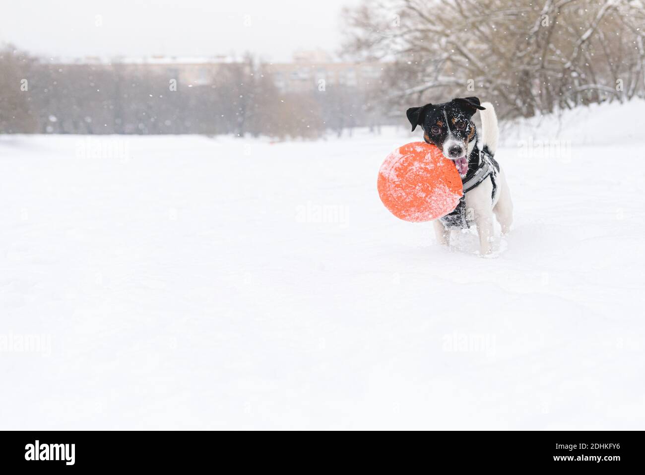 Divertente cane che gioca con disco volante di gomma su ghiaccio di stagno sulla giornata invernale innevata Foto Stock