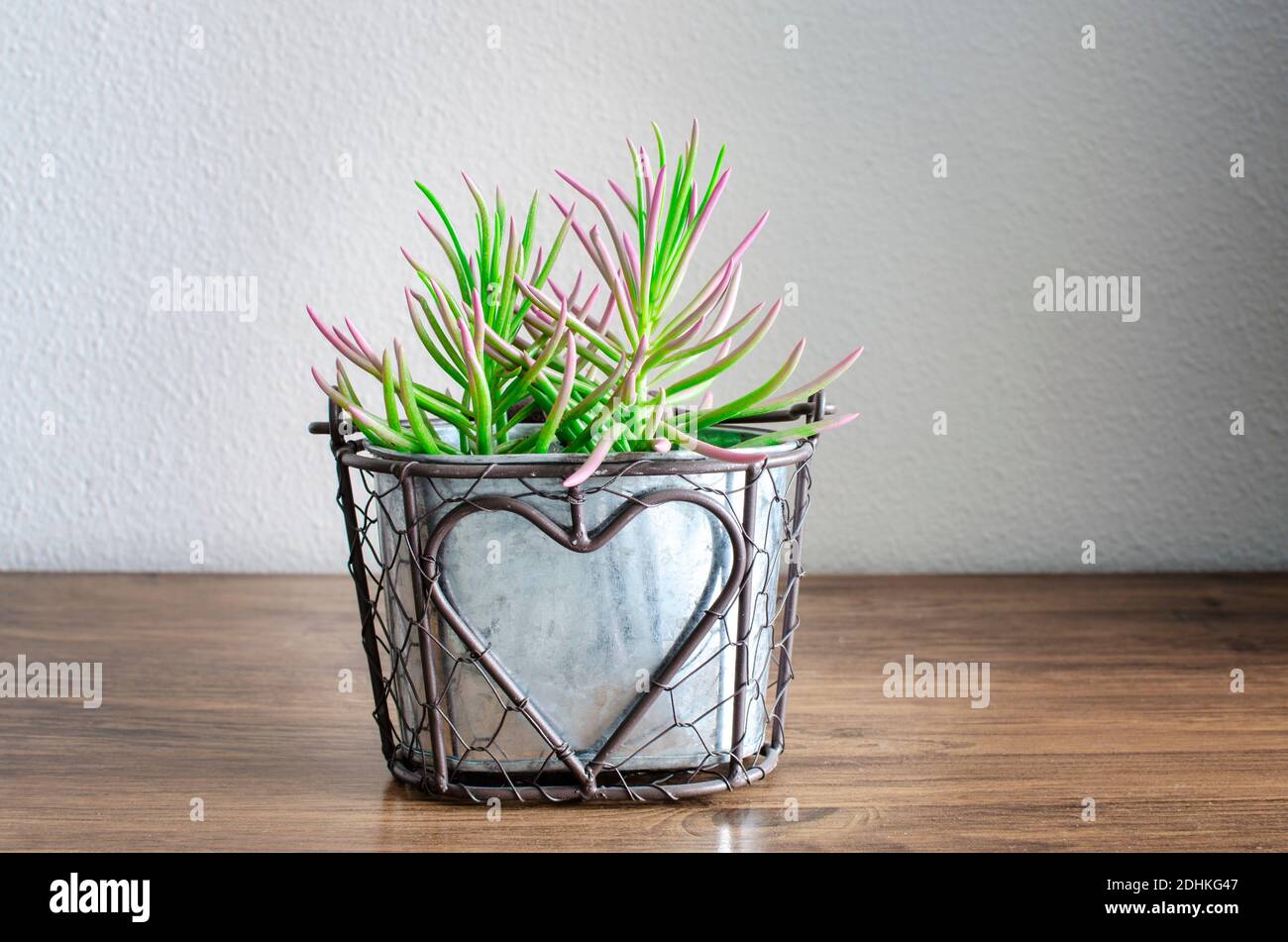 Fuoco selettivo su un senecio succulente serpen su una pentola. Foto Stock