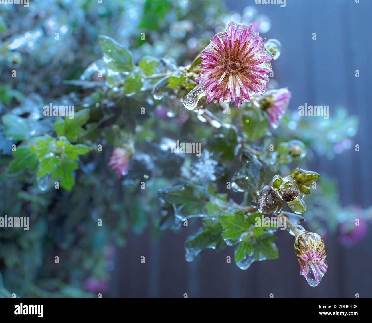 Fiori surgelati prodotti dalla pioggia congelata all'esterno. Tecnica di messa a fuoco morbida Foto Stock