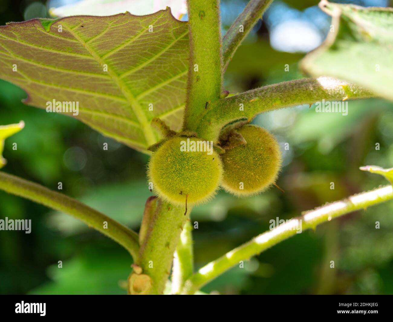 Naranjilla o Lulo (Solanum quitoense), frutti acidi verdi che maturano con  la luce del Sole Foto stock - Alamy