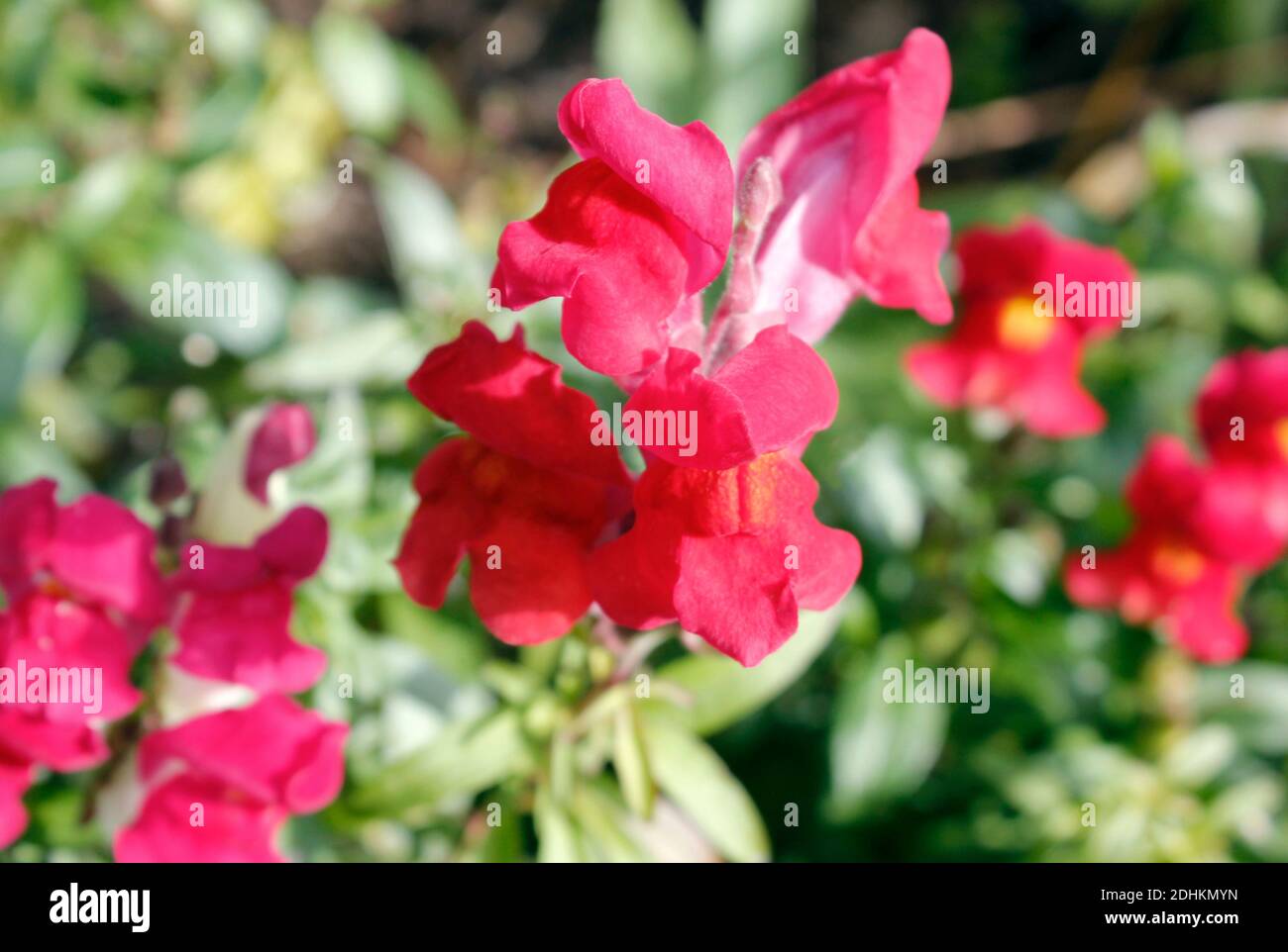 Fiori recisi Snapdragon Photomac (Antirrhinum majus) Coltivato in un giardino inglese Foto Stock