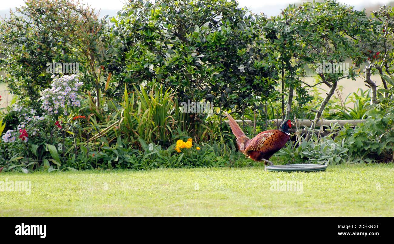 Fagiano maschile colorato viene a bere in un giardino di fauna selvatica In Inghilterra Oxfordshire a fine estate Foto Stock