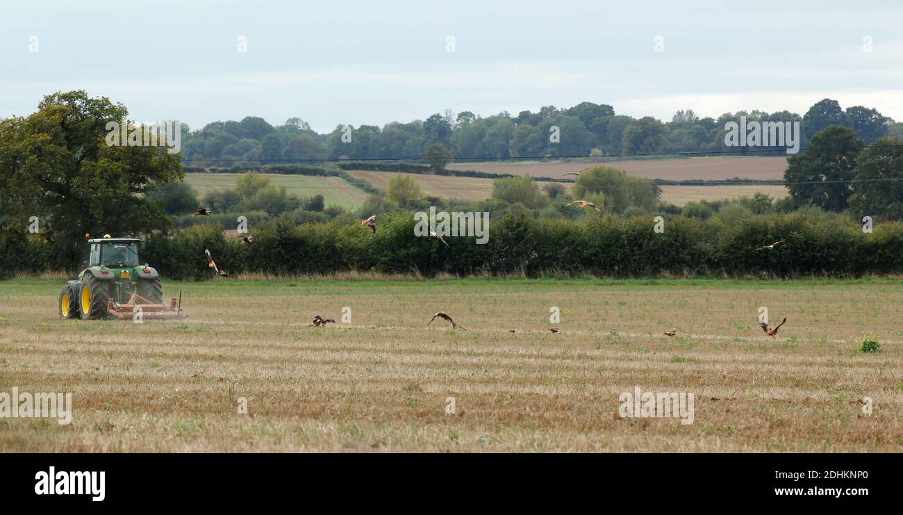 Un gregge di aquiloni rossi segue un trattore agricolo che tira Un erpice in Inghilterra di Oxfordshire Foto Stock