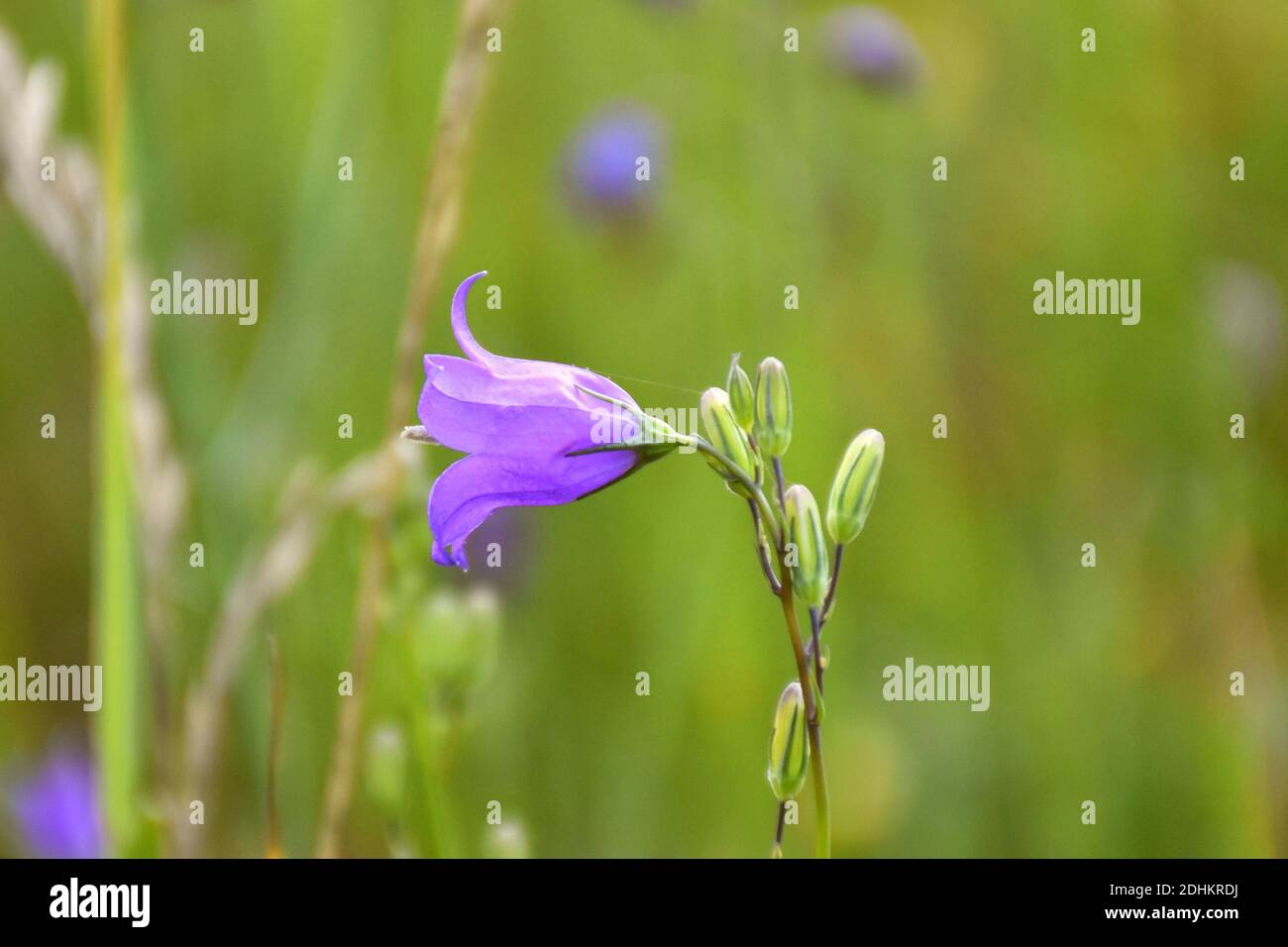 Campanula hispanica fiore dettaglio in prato verde accanto al percorso. Foto Stock