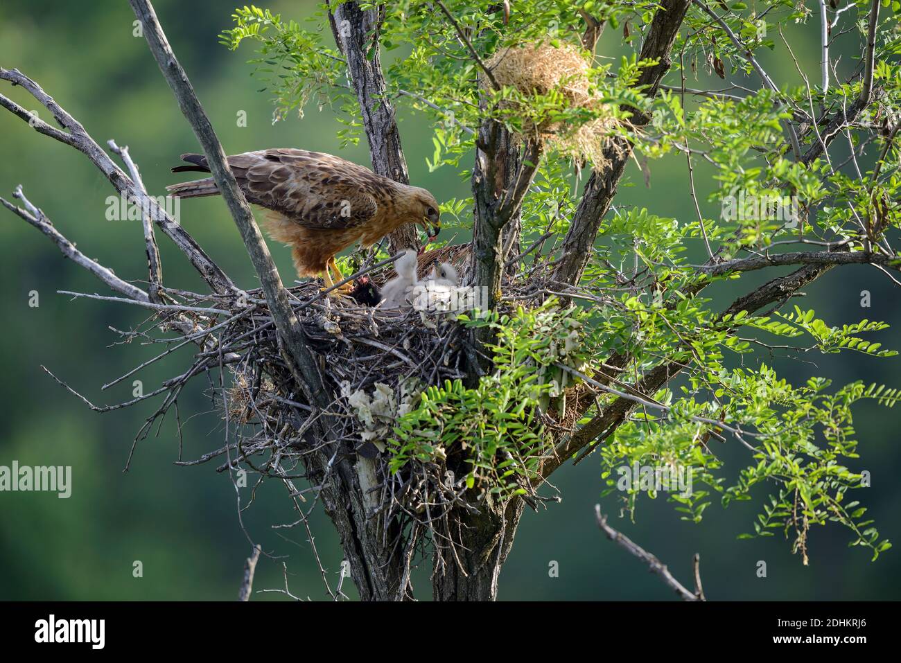 Adlerbussard füttert Junge im Horst, (Buteo rufinus), Foto Stock