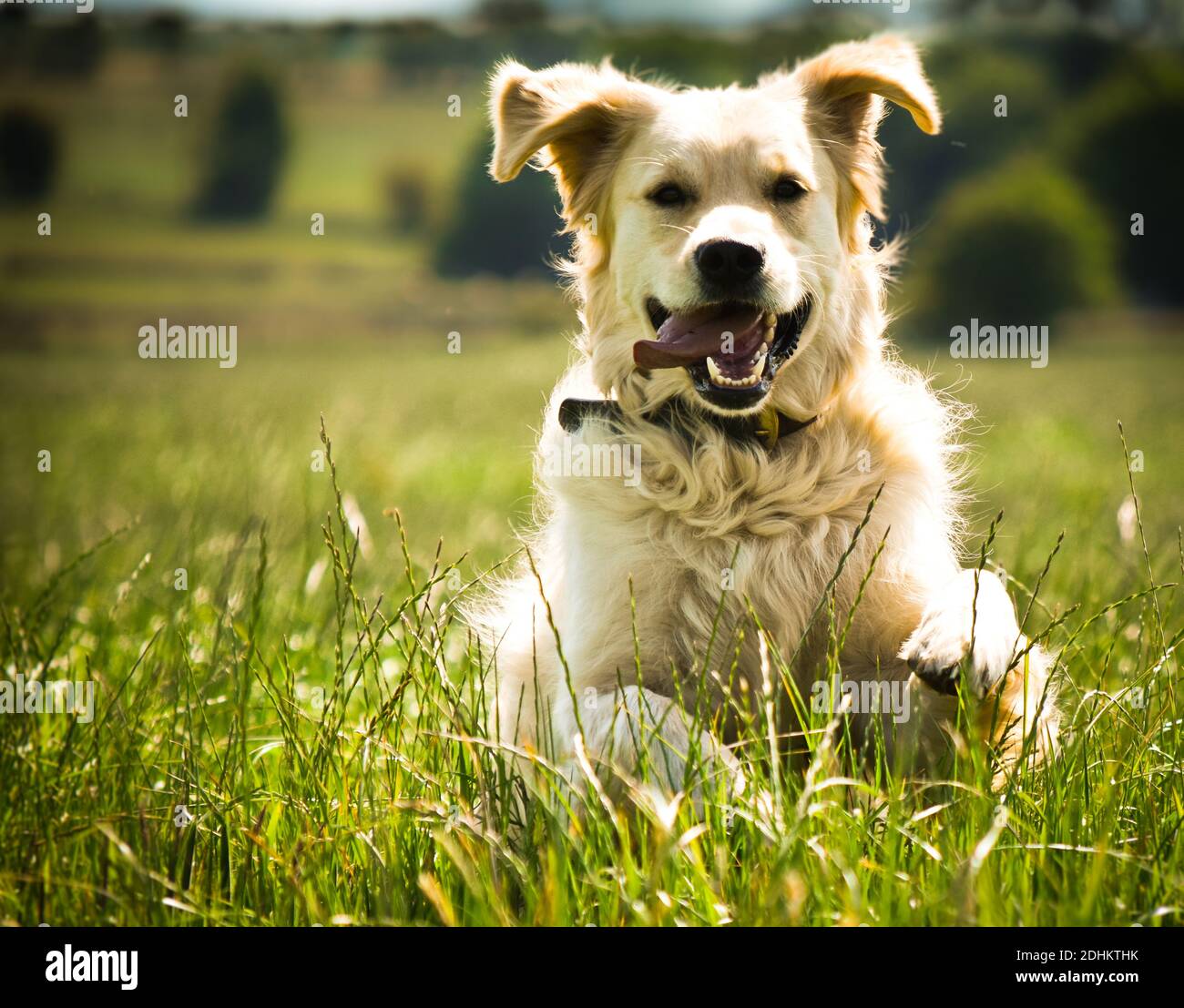 Golden Retriever che attraversa un campo Foto Stock