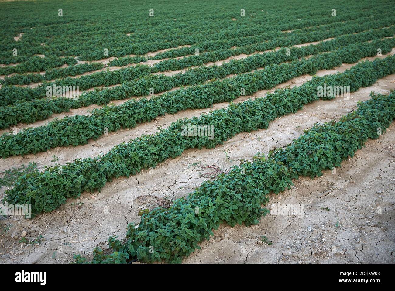 Melissa officinalis piante in un campo agricolo Foto Stock