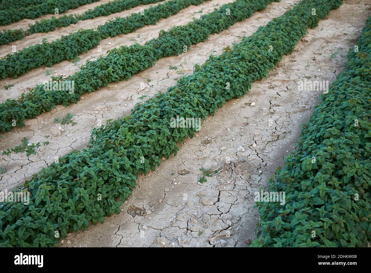 Melissa officinalis piante in un campo agricolo Foto Stock