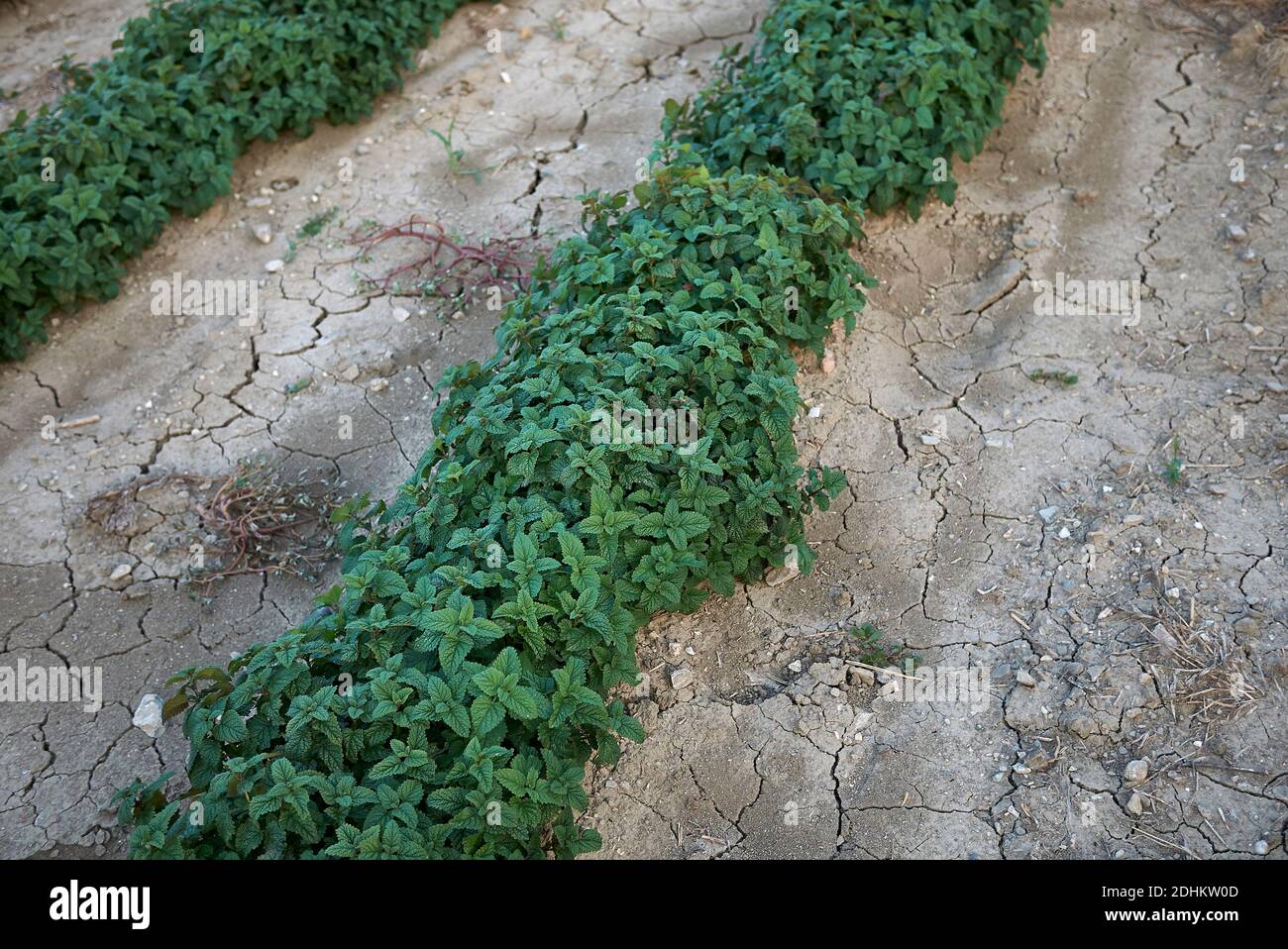 Melissa officinalis piante in un campo agricolo Foto Stock