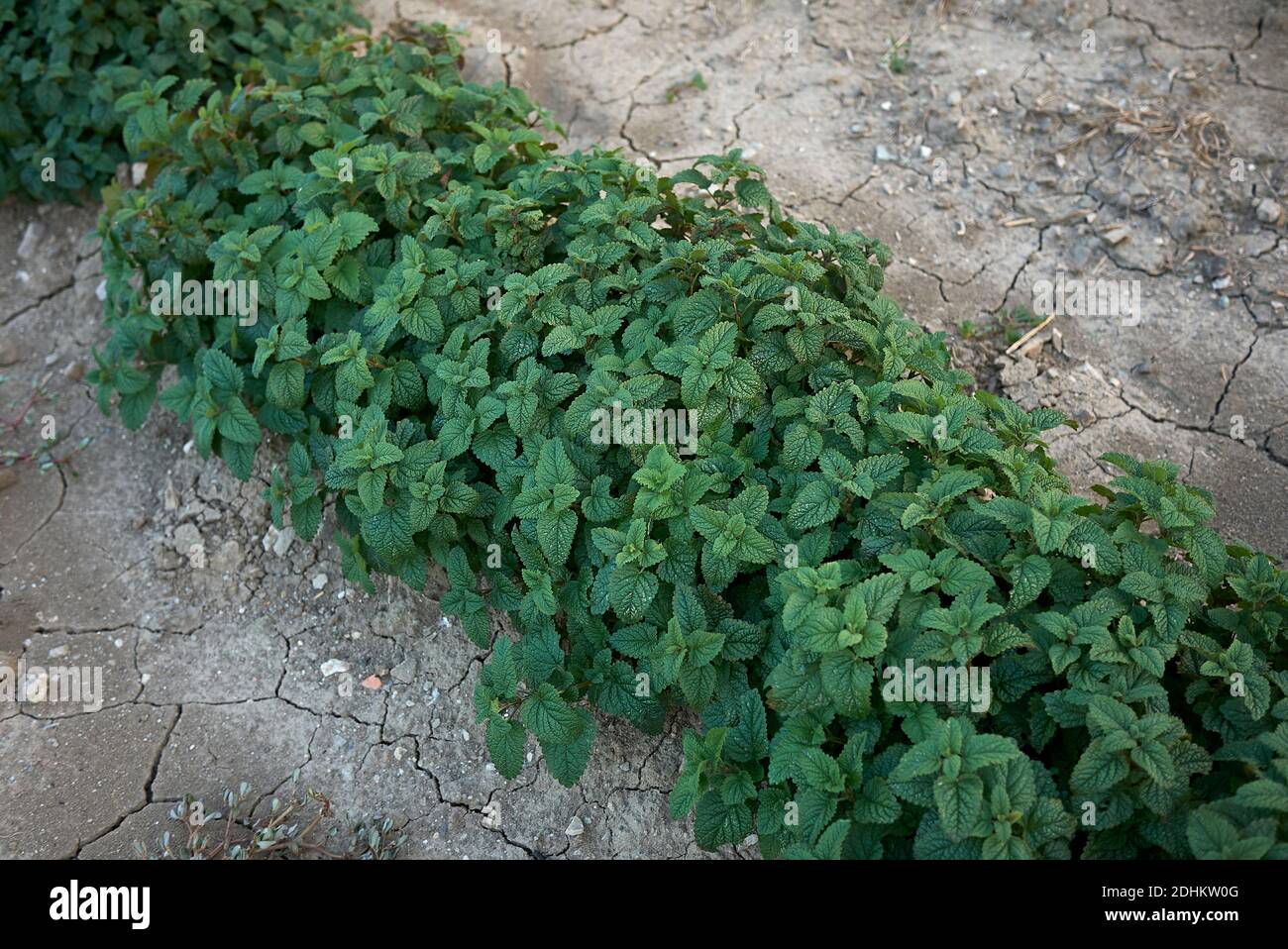 Melissa officinalis piante in un campo agricolo Foto Stock