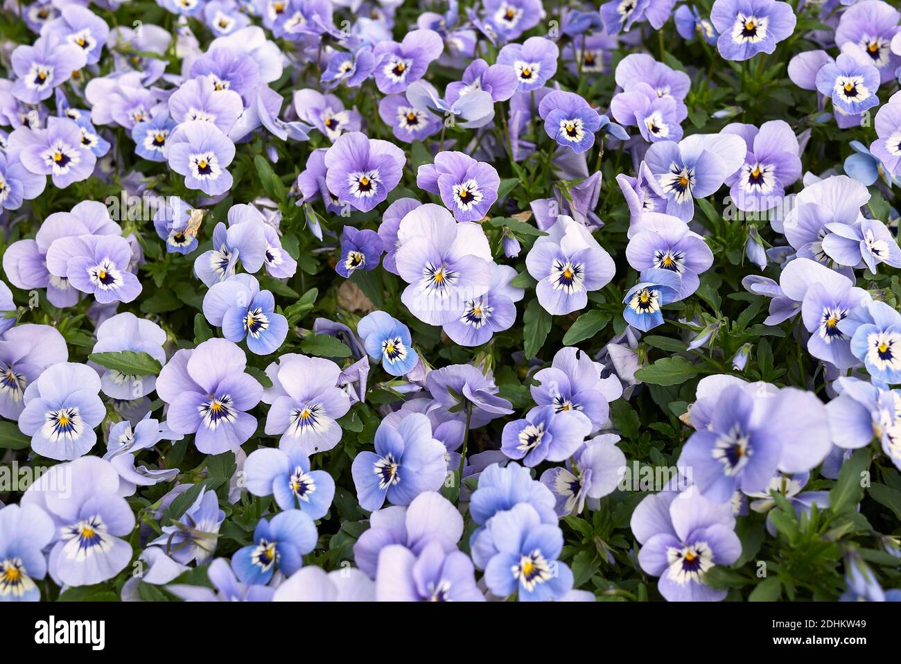 Viola williamsii fiori colorati Foto Stock