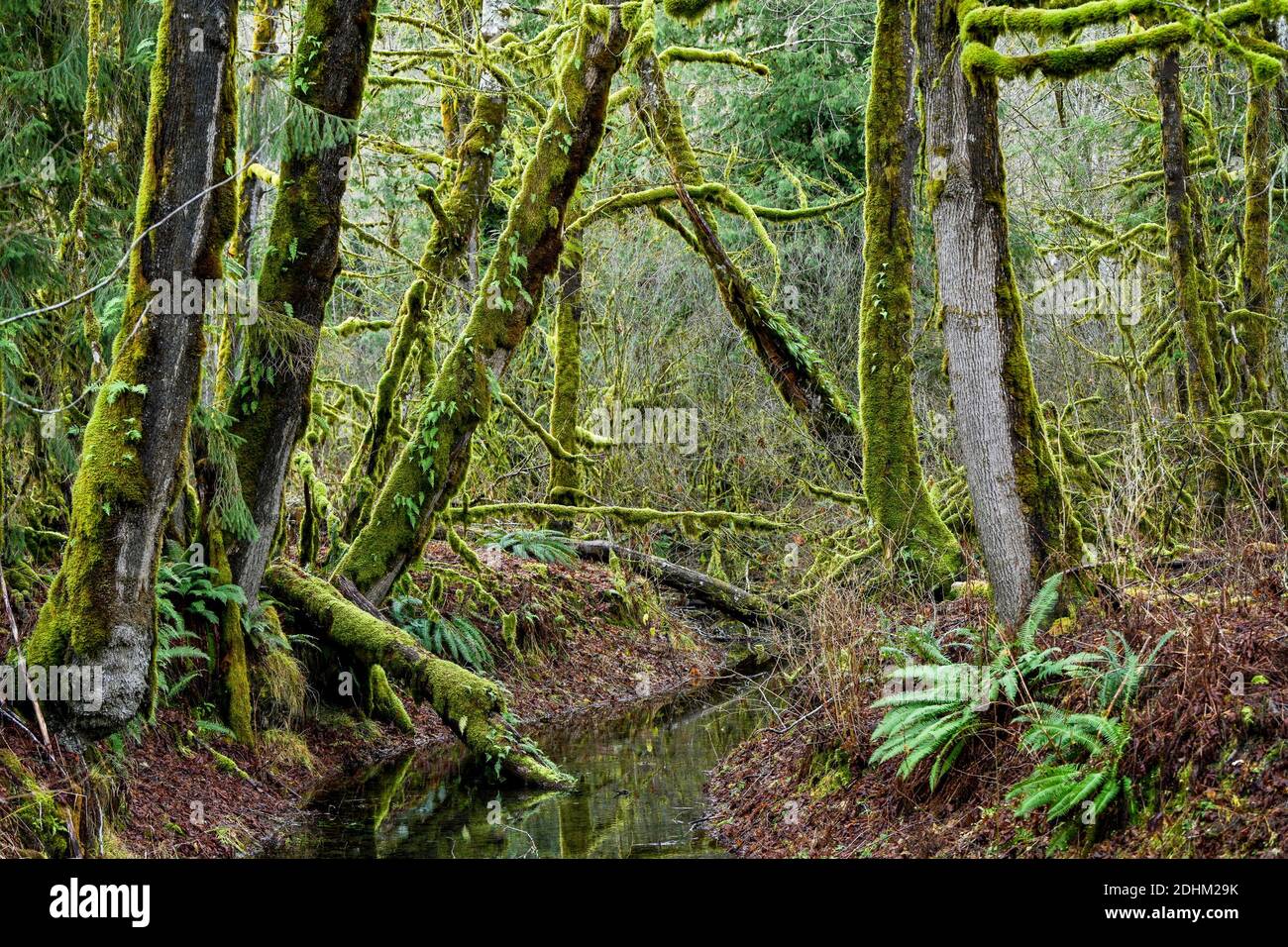 Moss Covered Big Leaf Maple Tree Branches, Squamish River Valley, British Columbia, Canada Foto Stock