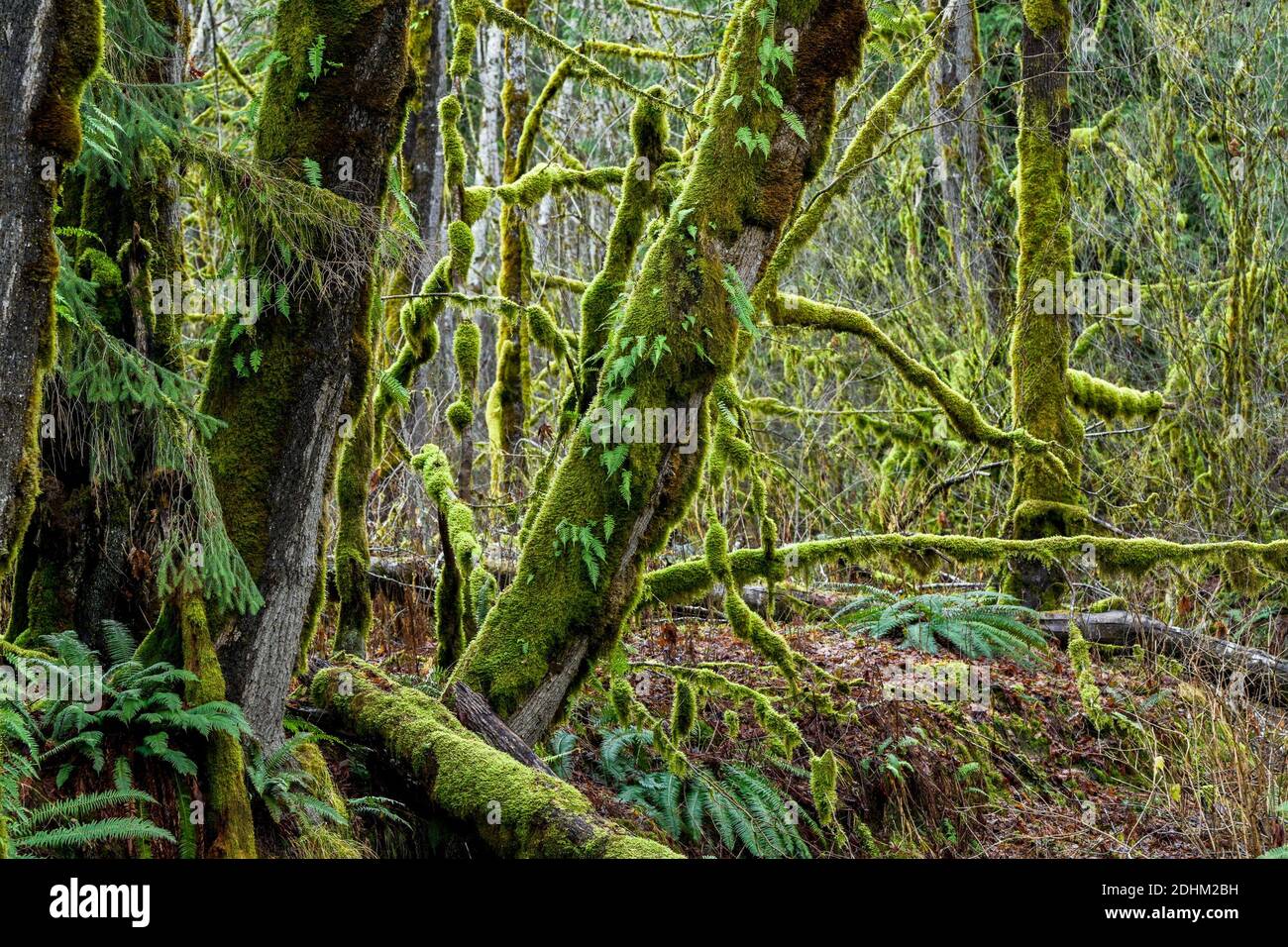 Moss Covered Big Leaf Maple Tree Branches, Squamish River Valley, British Columbia, Canada Foto Stock