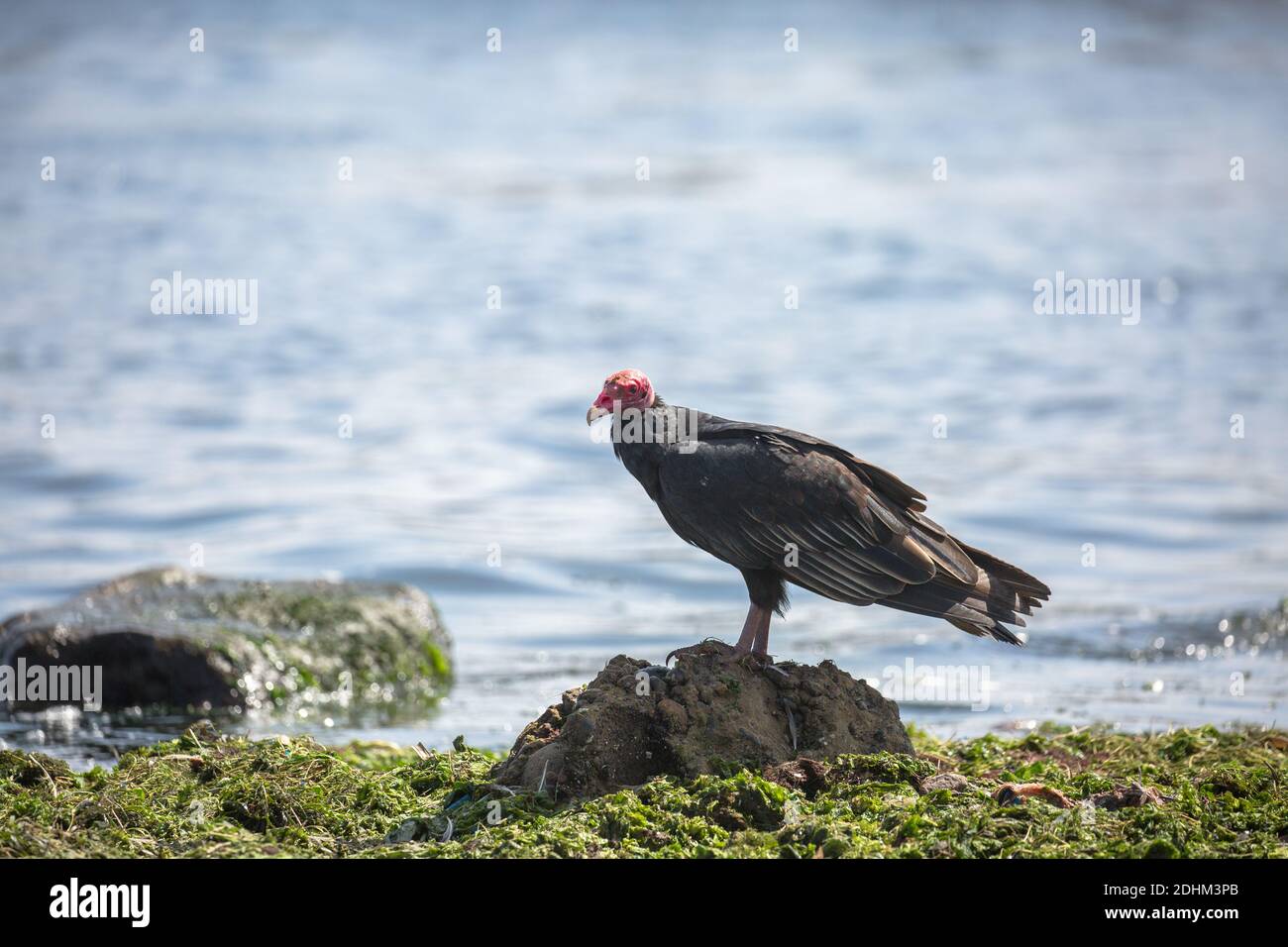 Urubu a tete rouge Foto Stock