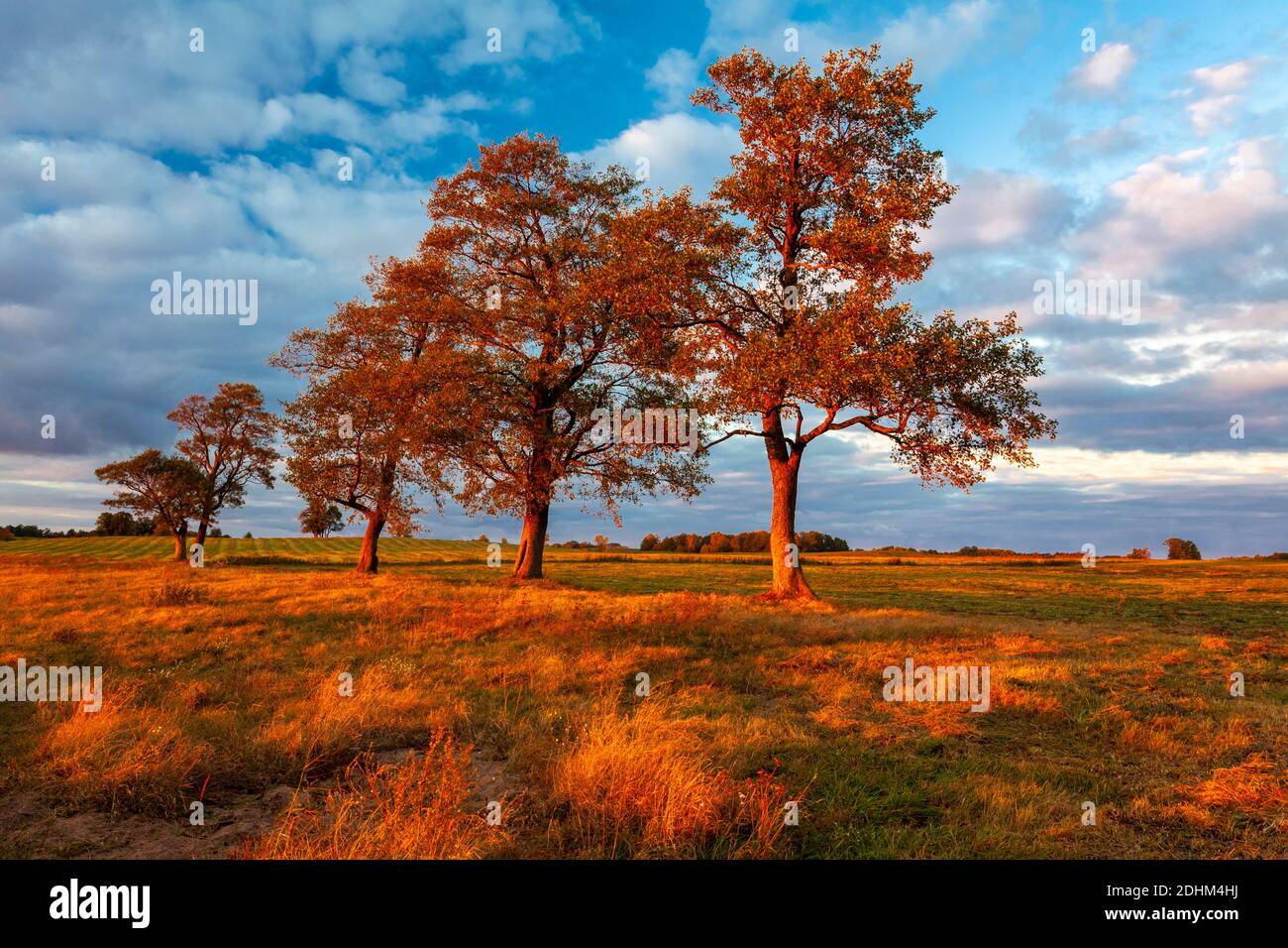 Paesaggio con alberi, acero, Polonia, Europa Foto Stock