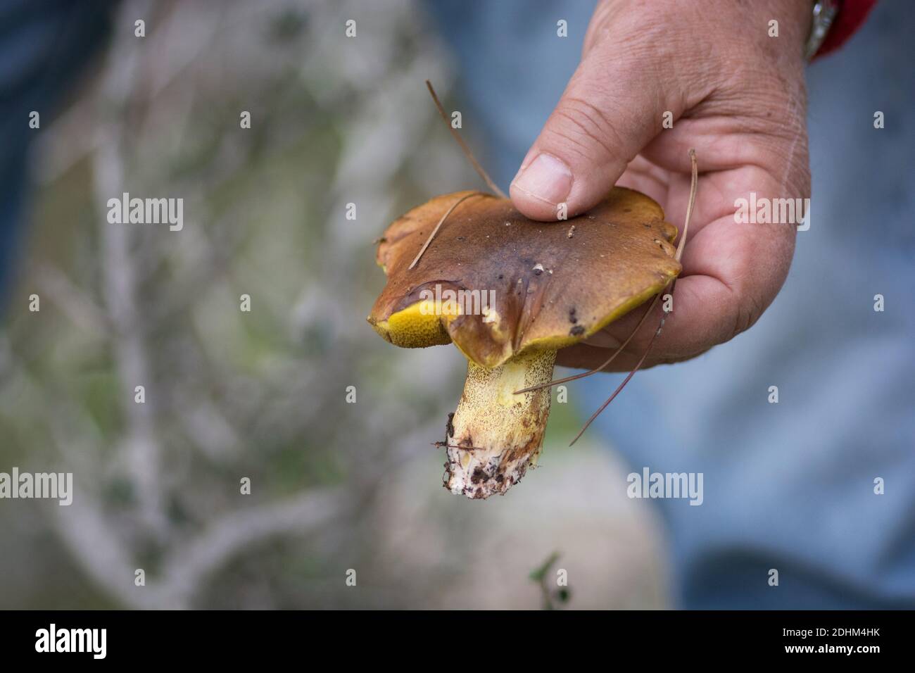 Una mano che presenta un fungo appena raccolto 'Weeping Bolete' (Suillus collinitus), un fungo commestibile trovato in pinete, Israele Foto Stock