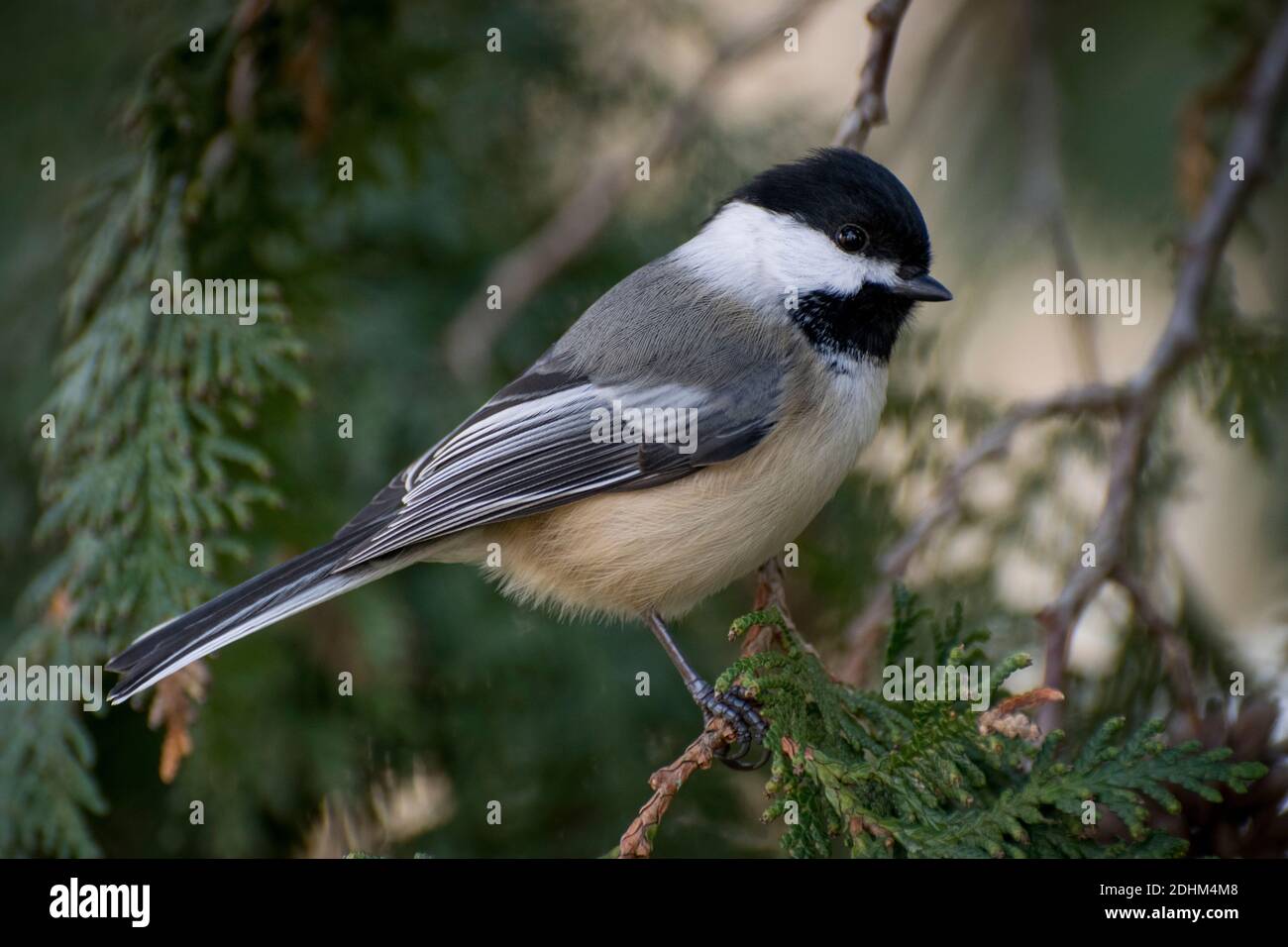 chickadee siede in un albero Foto Stock