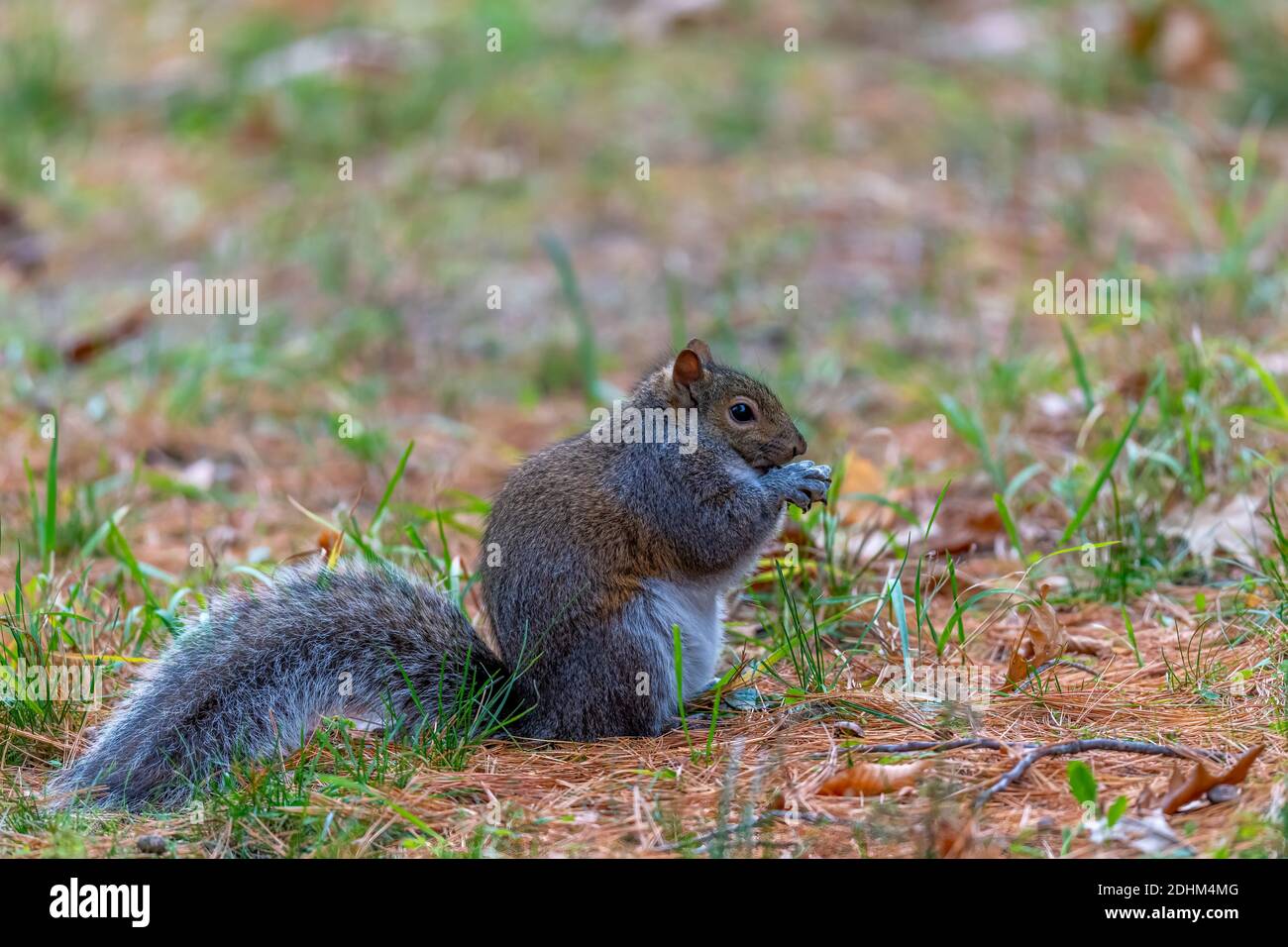 Scoiattolo grigio orientale (Sciurus carolinensis) che mangia mentre si trova sui piedi posteriori. Foto Stock