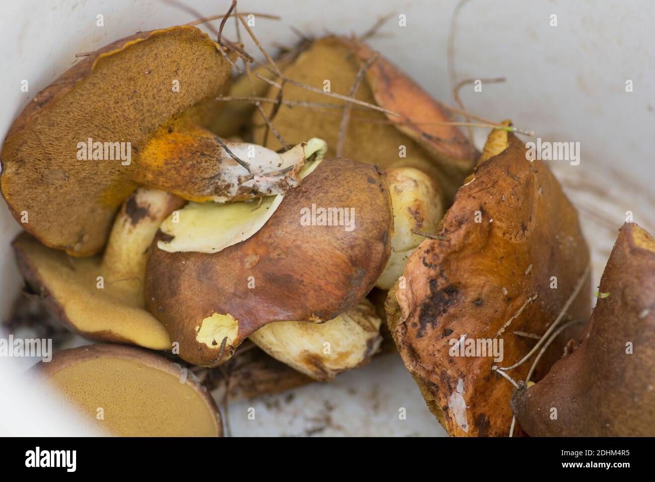 Un secchio pieno di funghi appena raccolti 'piangenti Bolete' (Suillus collinitus), funghi commestibili trovati in pinete. Israele Foto Stock