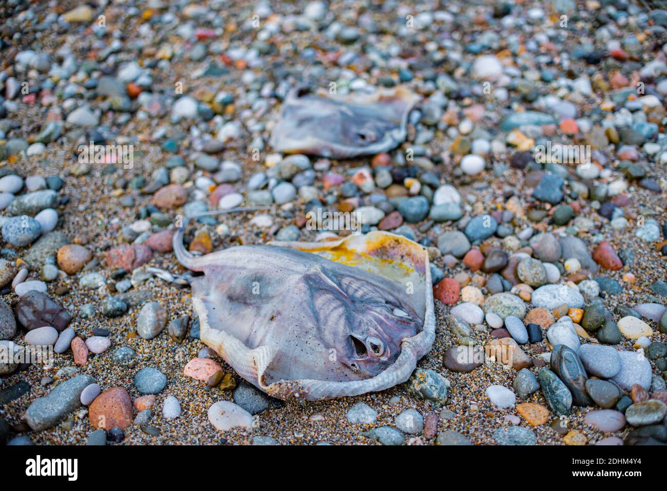 Mare nero Stingray, Stingray, Dasyatis pastinaca. Creature di mare morte sulla riva. Foto Stock