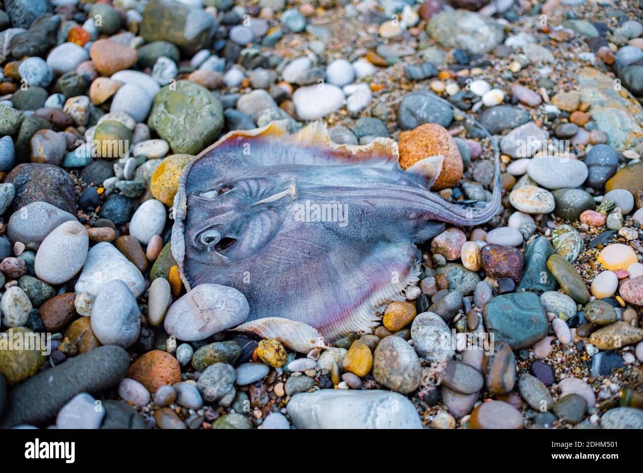 Mare nero Stingray, Stingray, Dasyatis pastinaca. Creature di mare morte sulla riva. Foto Stock