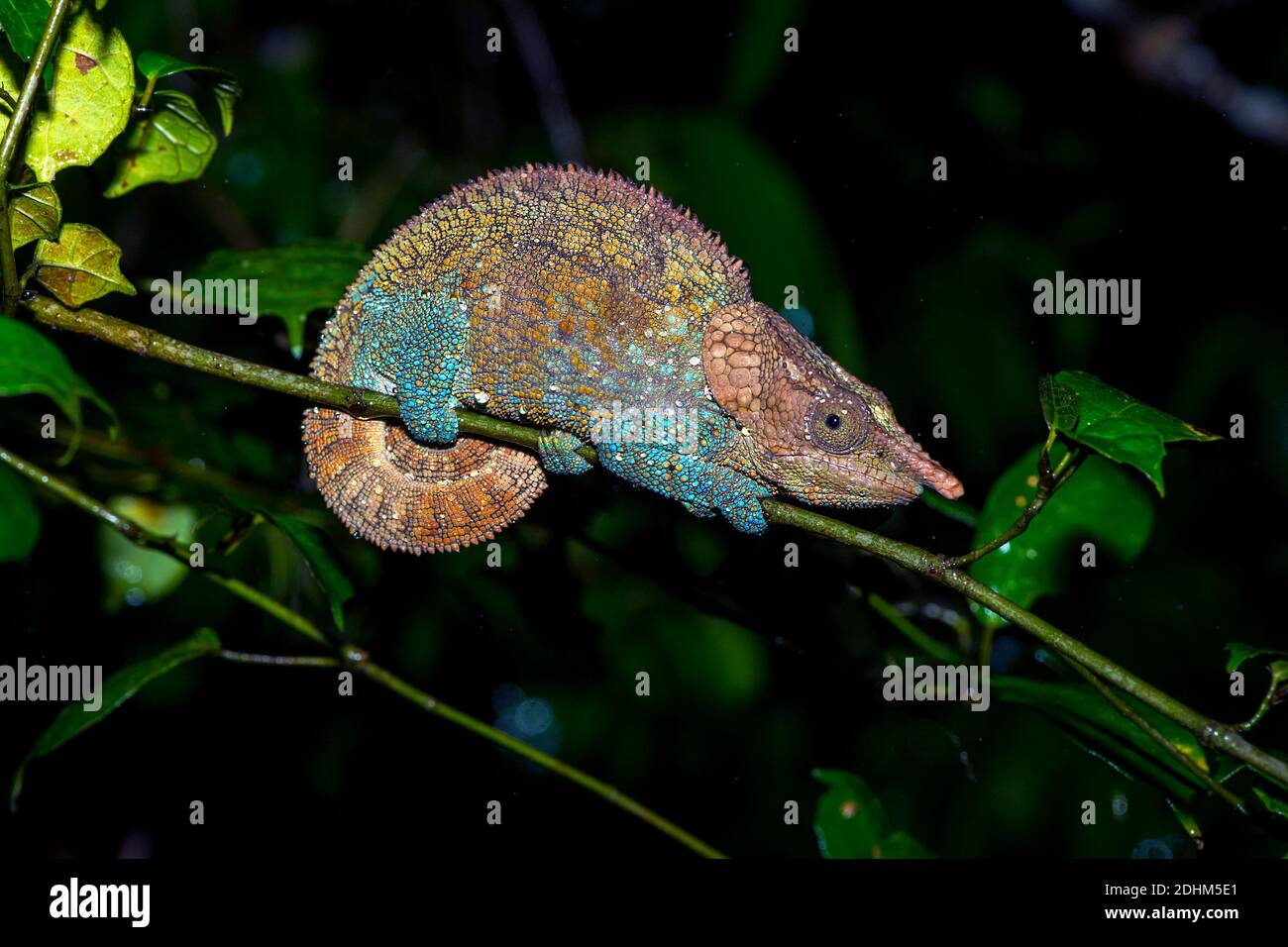 Camaleonte crittico o a zampa blu (Calumma crypticum, maschio) di Ranomafana NP, Madagascar orientale. Foto Stock