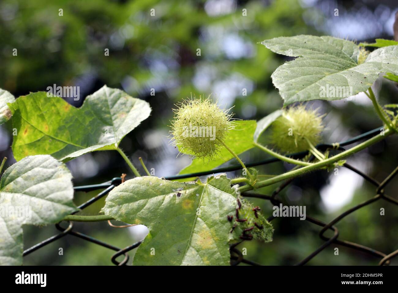 Melone di acqua selvatica vite e frutta su recinzione Foto Stock