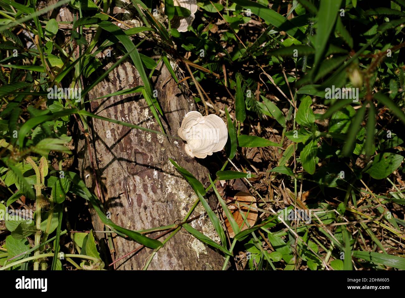 Un fungo di colore bianco sul tronco morto Foto Stock