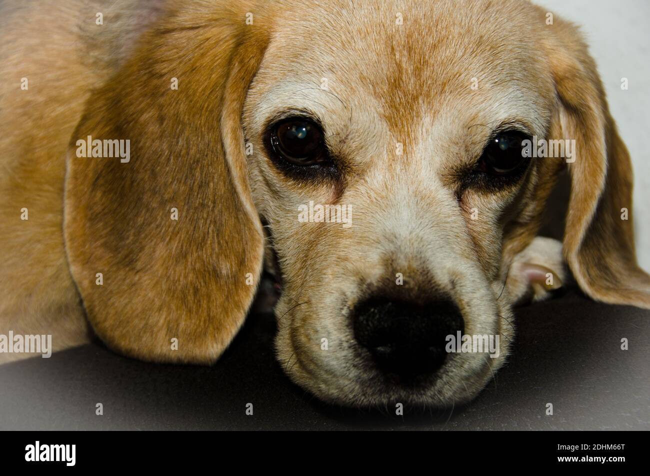 Ritratto di un vecchio beagle bello (cane), rilassandosi sulla cima di uno schienale di un divano con un cuscino con le aquile su di esso Foto Stock