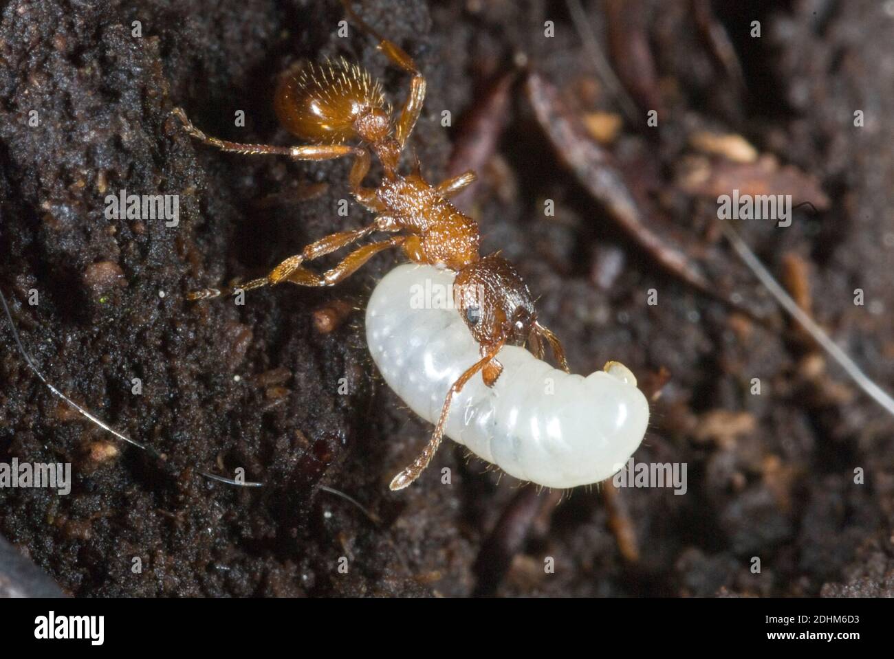 Myrmica sp. - un genere di formiche europee - porta una larve al nido. Foto Stock