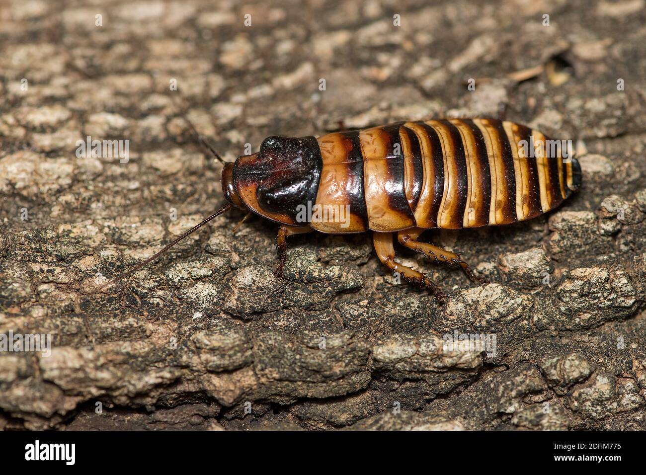 Male Madagascar hissing cockroach (Gromphadorhina portentosa) da Berenty, Madagascar meridionale. Foto Stock