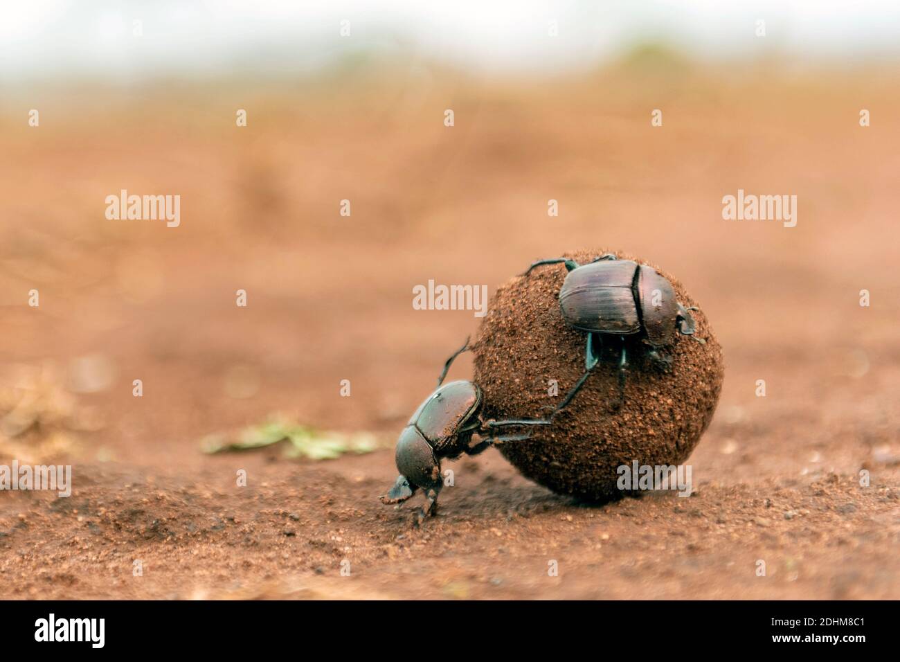 Coleotteri di sterco che rotola una grande palla di sterco nella riserva privata di Zimanga, Sudafrica. Probabilmente grande coleottero di rame (Kheper nigroaeneus). Foto Stock