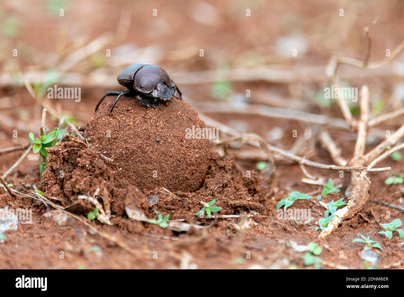 Coleotteri sterco che seppellisce una grande palla sterco nella Riserva privata di Zimanga, Sudafrica. Probabilmente grande coleottero di rame (Kheper nigroaeneus). Foto Stock