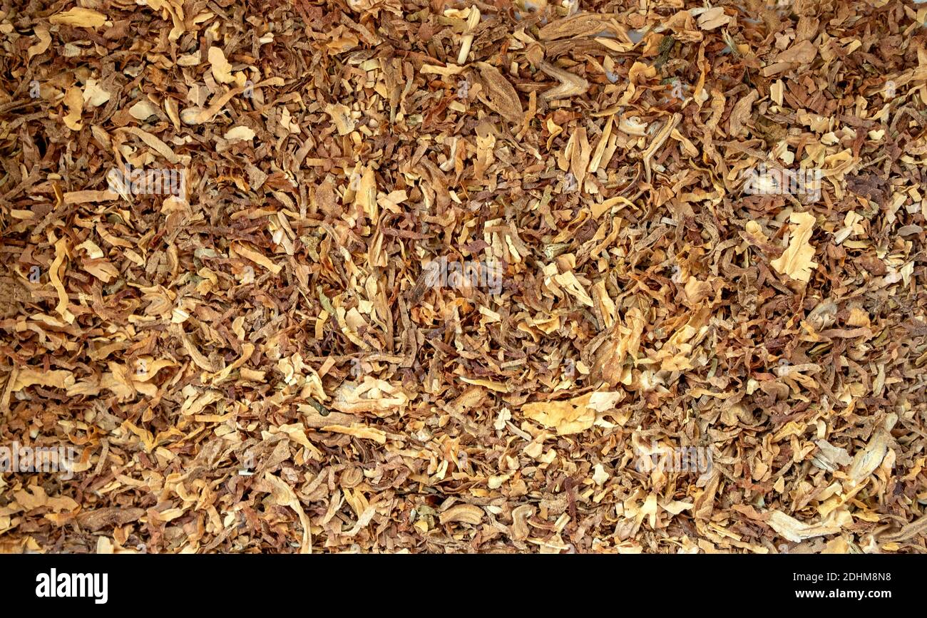 Tessitura del tabacco. Tabacco tagliato a secco di alta qualità a foglia grande, macro primo piano Foto Stock