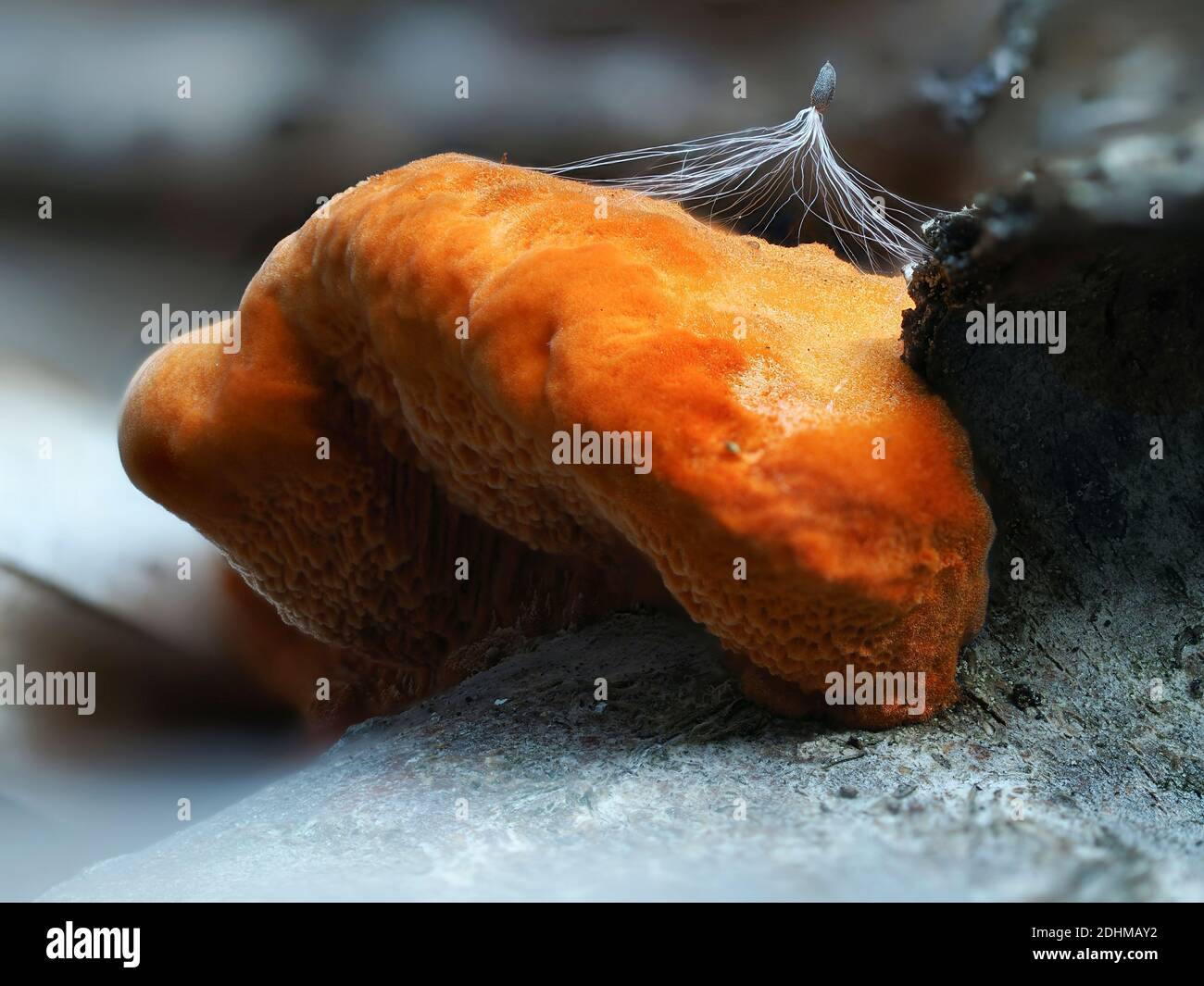 Il Pycnoporus cinnabarinus è un fungo non commestibile, foto macro impilata Foto Stock