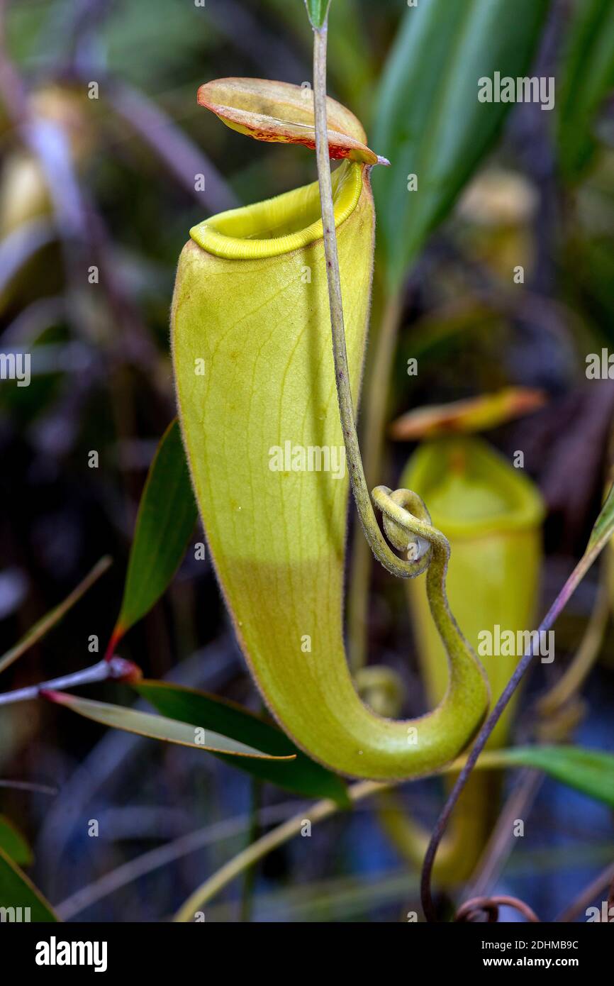 Giovane caraffa della pianta di caraffa (madagascariences di Nephentes) alle zone umide vicino al Palmarium Resort, Madagascar orientale. Foto Stock