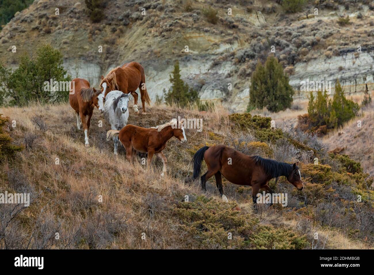 Feriale fascia di cavallo che scende una collina, parte di una mandria dimostrativa come un simbolo del nostro patrimonio culturale, nell'unità meridionale di Theodore Roosevelt Natia Foto Stock