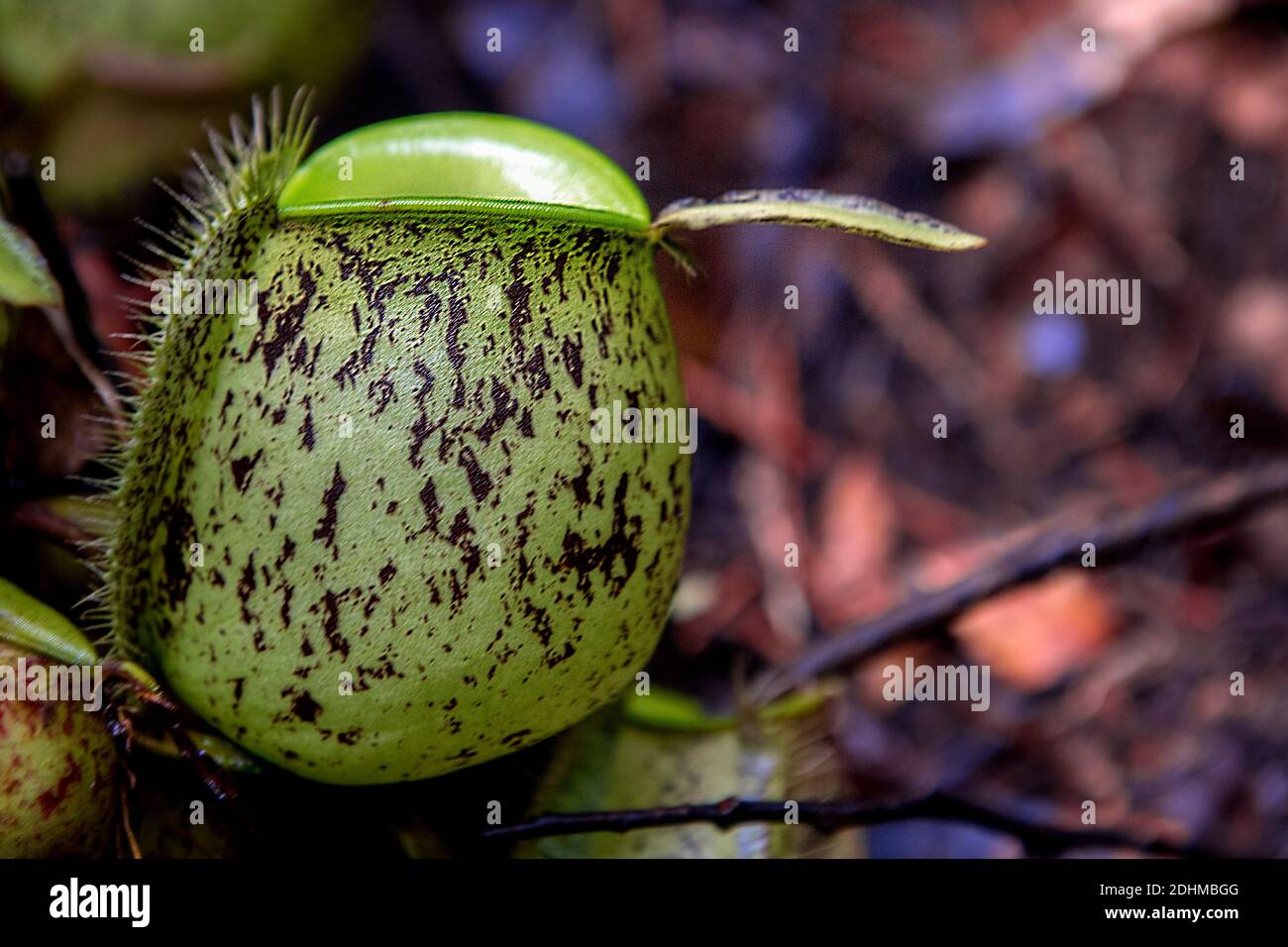 Lanciatore di terra da Nephentes ampullaria nel Parco Nazionale di Kubah, Sarawak, Borneo. Foto Stock