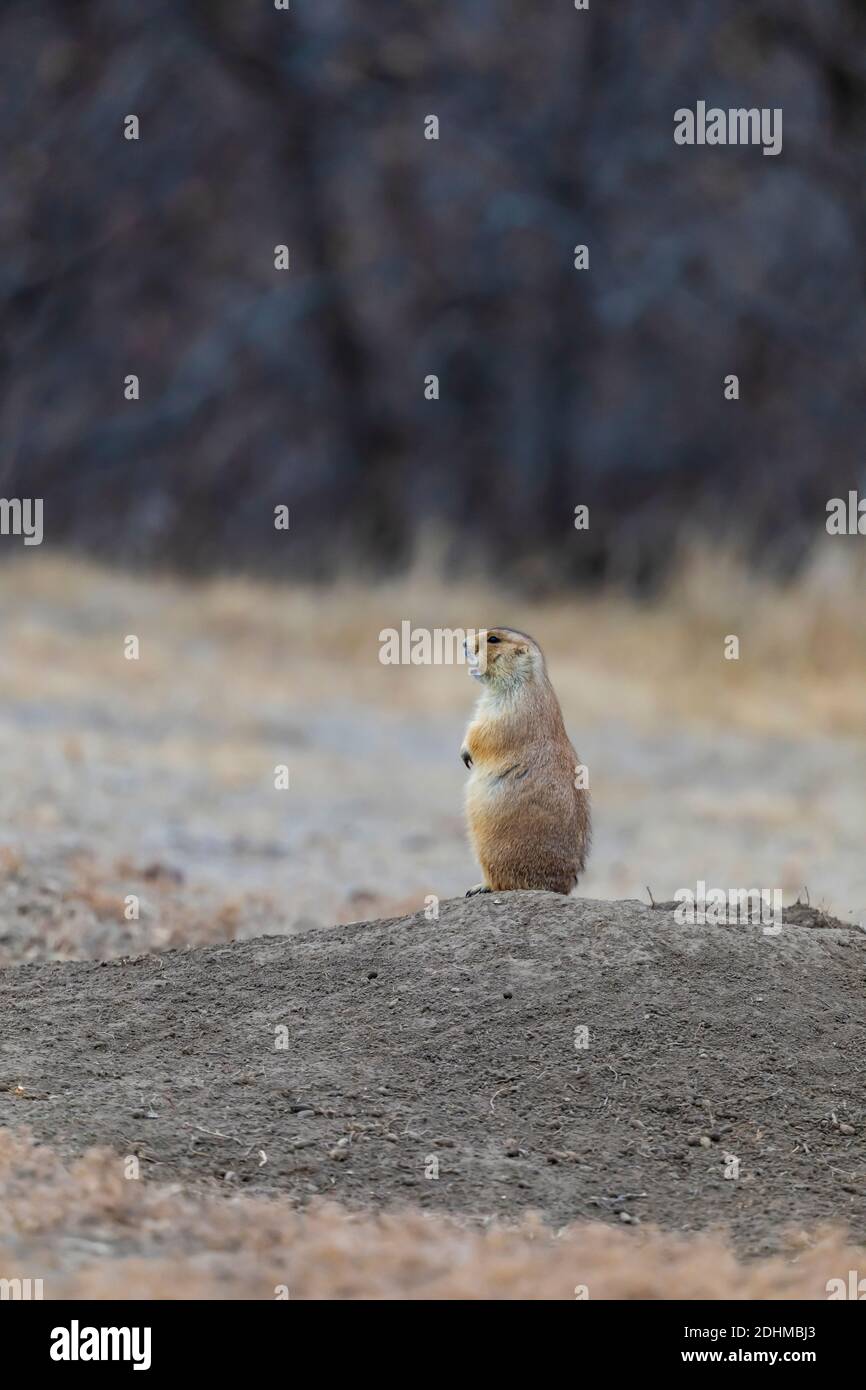 Prairie Dog dalla coda nera, Cynomys ludovicianus, che parla con un Coyote nelle vicinanze, in una grande colonia nel Parco Nazionale Theodore Roosevelt vicino a Medora, No Foto Stock