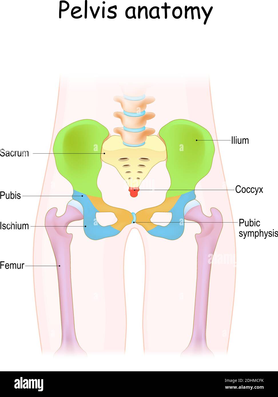 Anatomia pelvica. Struttura cromatica dello scheletro pelvico: Sacro, ilium, coccix, pube, ischio e femore. Illustrazione vettoriale Illustrazione Vettoriale