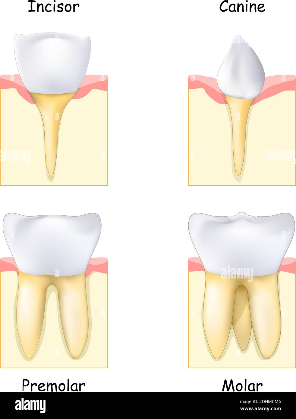 Diversi tipi di denti: Da canina e incisore a molari e premolari. Set di denti umani realistici. Dente, gomma e osso. Illustrazione vettoriale Illustrazione Vettoriale
