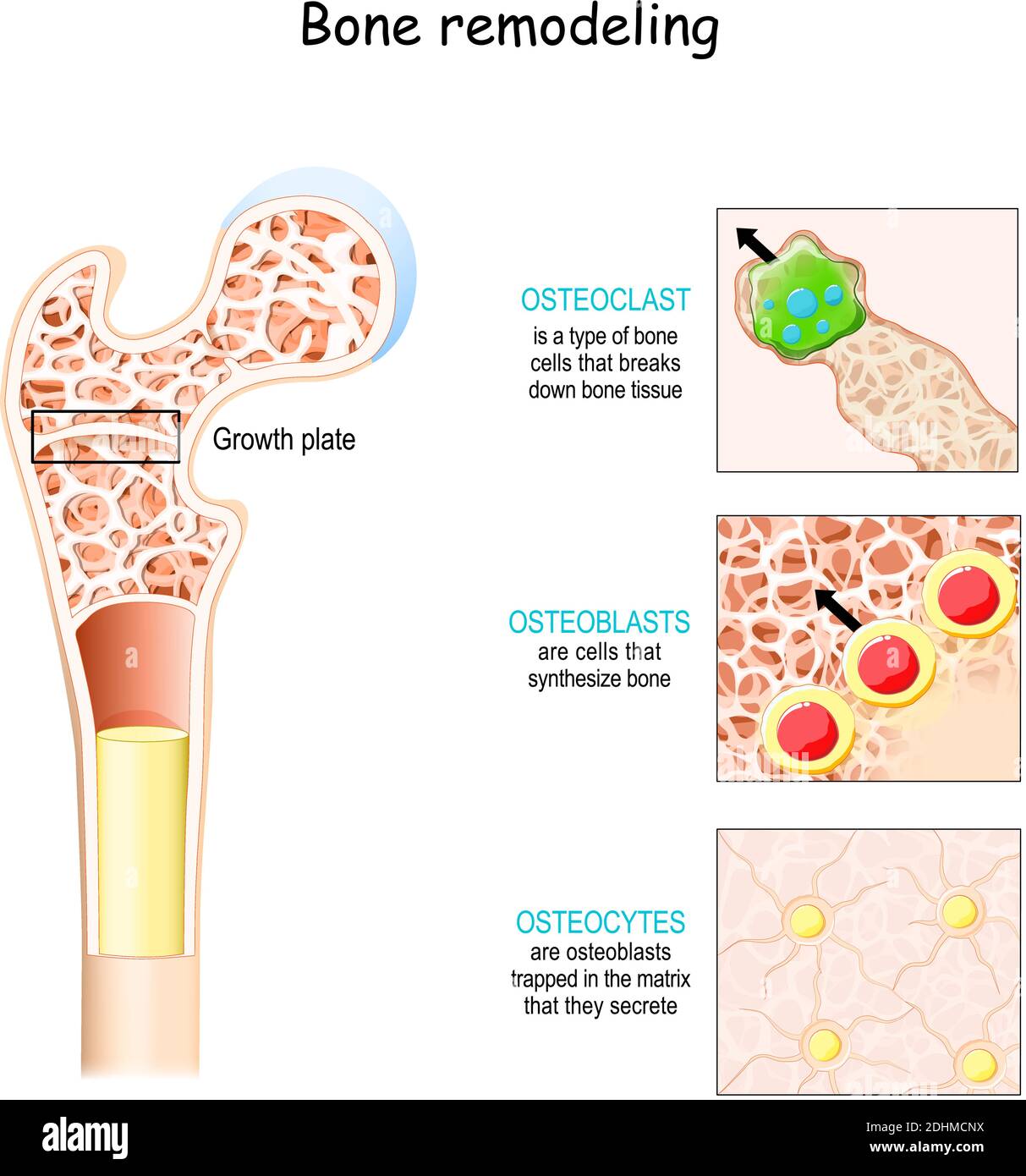 processo di rimodellamento osseo (riassorbimento, inversione, formazione e mineralizzazione). Osteoblast, osteoclasti e osteociti. Illustrazione vettoriale Illustrazione Vettoriale