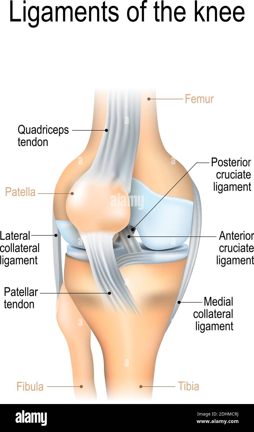 Legamenti del ginocchio. Legamenti crociati anteriori e posteriori, rotulei e quadricipiti, tendini, legamenti collaterali mediali e laterali Illustrazione Vettoriale