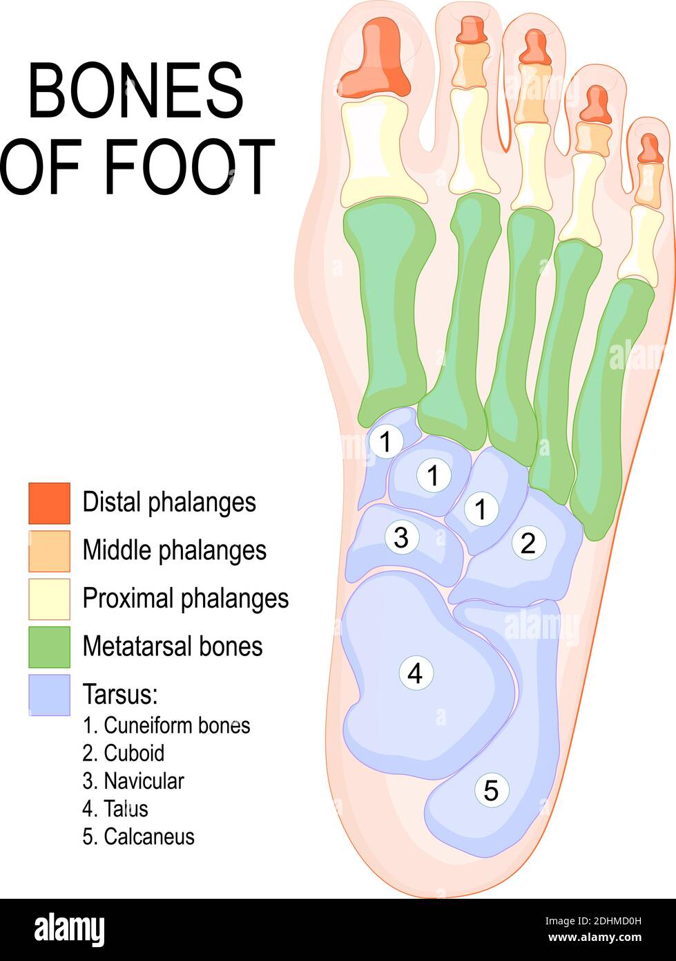 Ossa del piede. Anatomia umana. Il diagramma mostra il posizionamento e i nomi di tutte le ossa del piede. Illustrazione Vettoriale