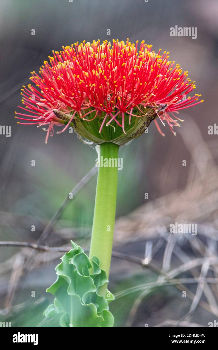 Giglio di pennello (Scadoxus puniceus) da Zimanga, Sudafrica. Foto Stock