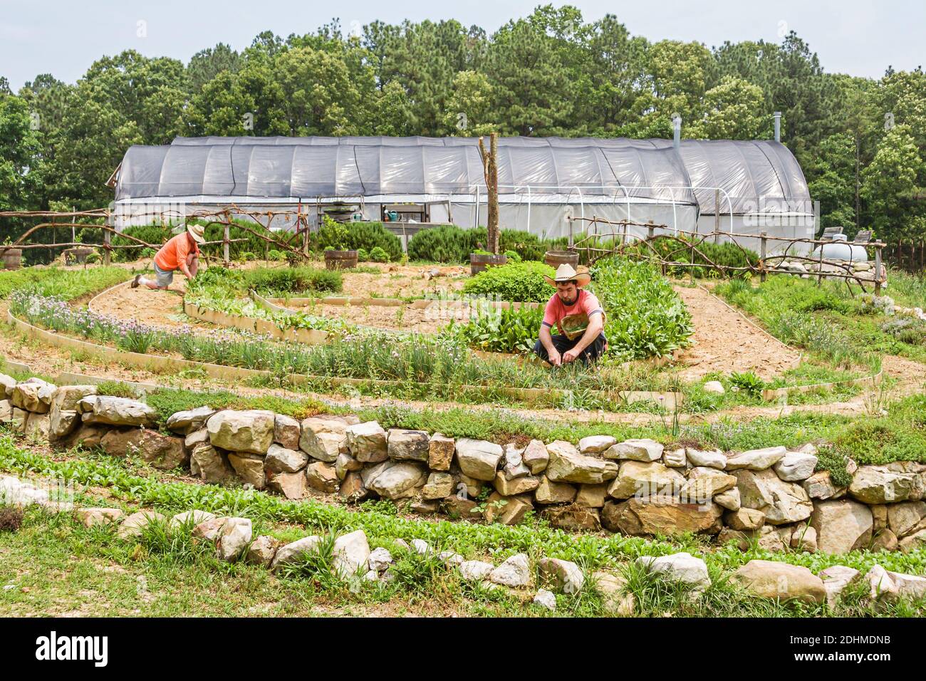 Alabama, Mt. Monte Laurel crescere Farm agricoltura biologica, giardinaggio giardino, Foto Stock