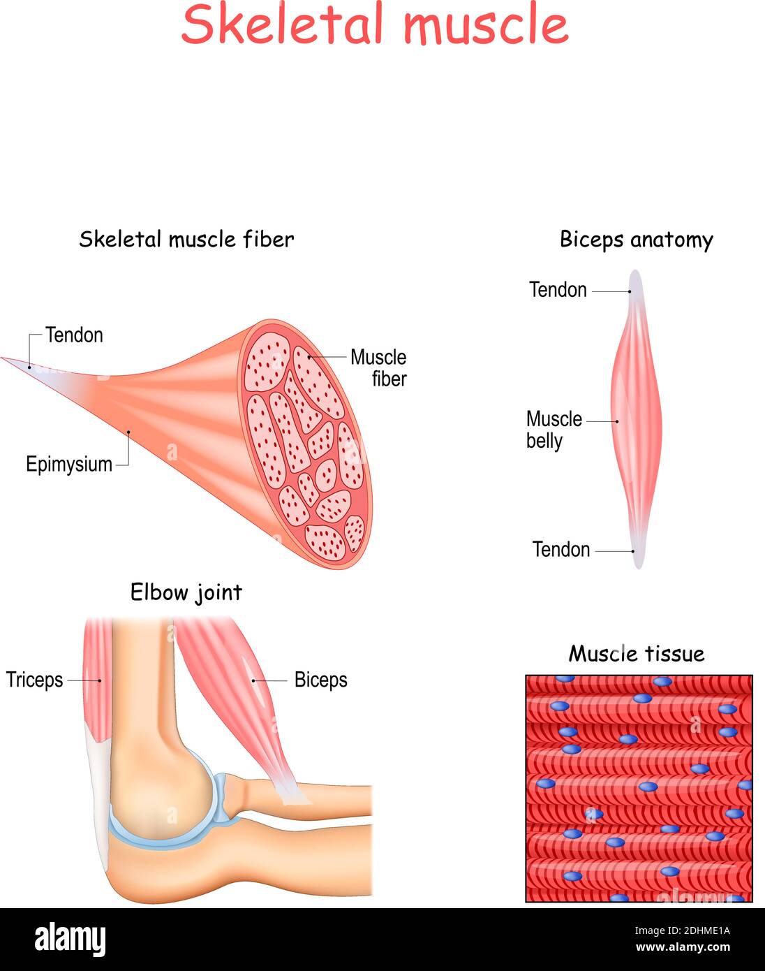 Struttura delle fibre muscolari scheletriche. Anatomia bicipite e tricipite. Sfondo del tessuto muscolare. Serie di illustrazioni vettoriali per uso didattico Illustrazione Vettoriale