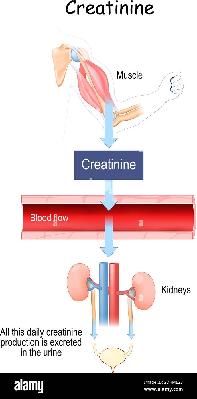 La creatinina (SCR) è un parametro per valutare la funzione renale. È prodotto nel muscolo scheletrico. Illustrazione Vettoriale
