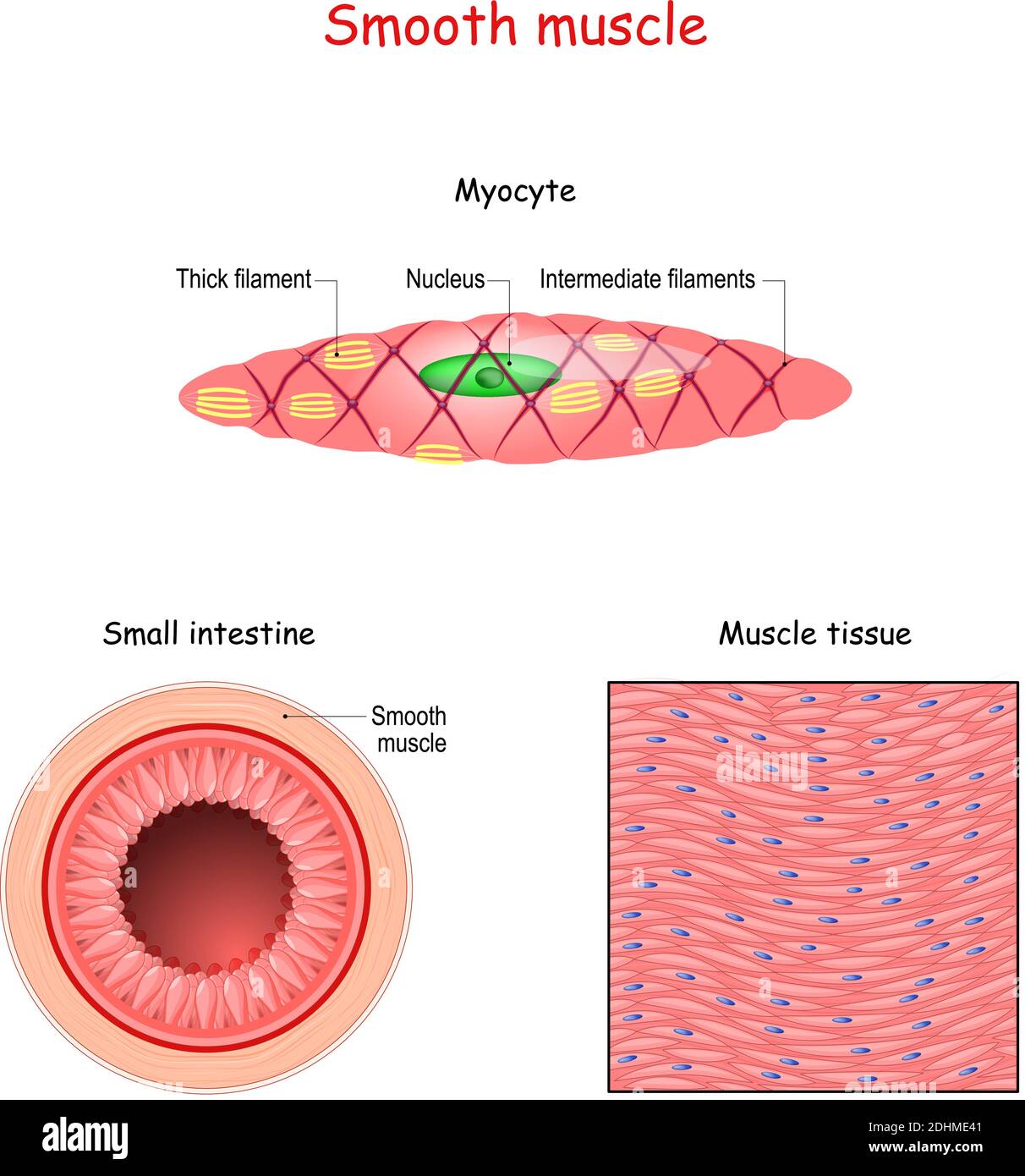 Struttura di fibre muscolari lisce. Anatomia di miociti. Sfondo del tessuto muscolare liscio. Serie di illustrazioni vettoriali Illustrazione Vettoriale